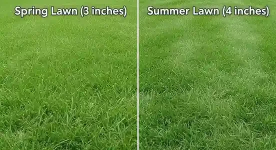 Spring lawn vs summer lawn mow height for best results