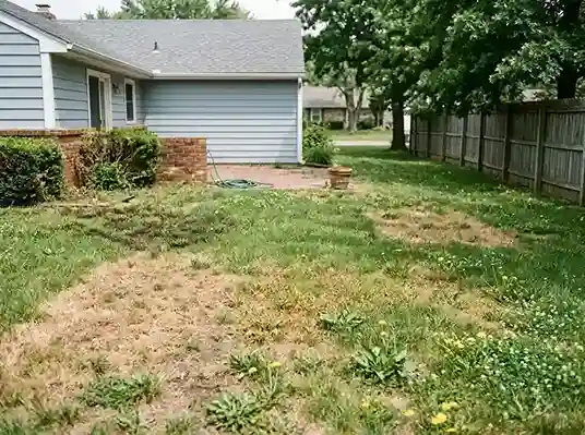 Pictures of common lawn problems in Wisconsin — snow mold, necrotic ring spot, grub damage, and weed pressure on cool-season turf