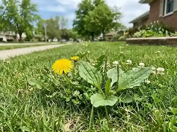 common-lawn-weeds-kenosha-county-wi-united-states